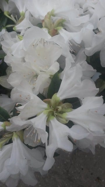 Dwergrhododendron (Rhododendron 'Dora Amateis')