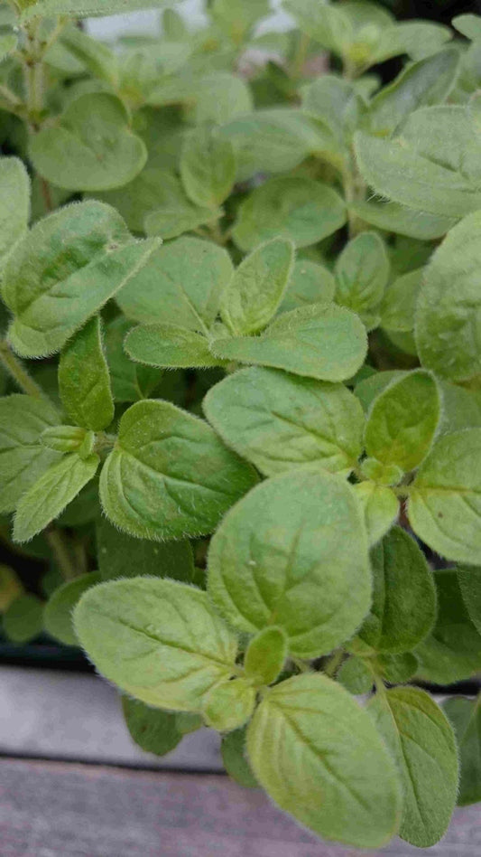 Hyssop (Hyssopus Officinalis) BIO