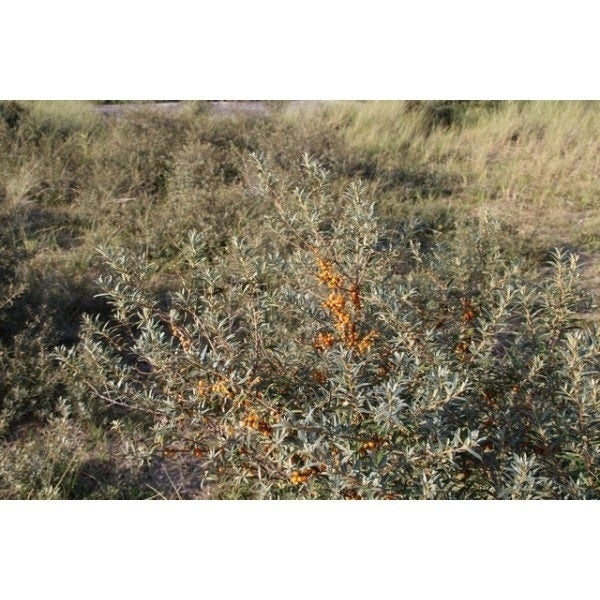 Duindoorn (Hippophae Rhamnoides ‘Polmix’)