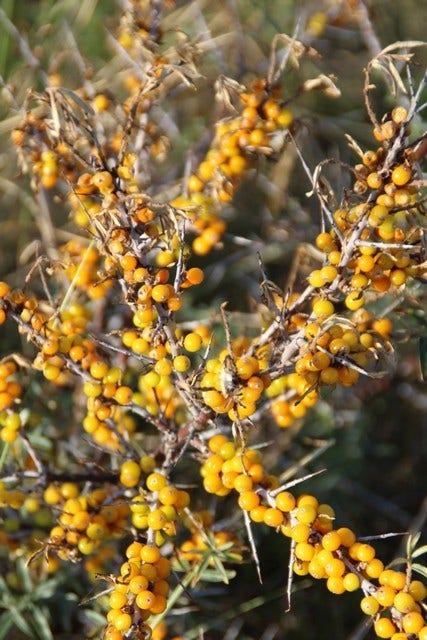 Duindoorn (Hippophae Rhamnoides)