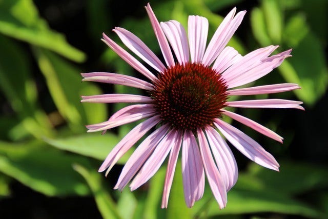 Zonnehoed (Echinacea Purpurea 'Augustkönigin')