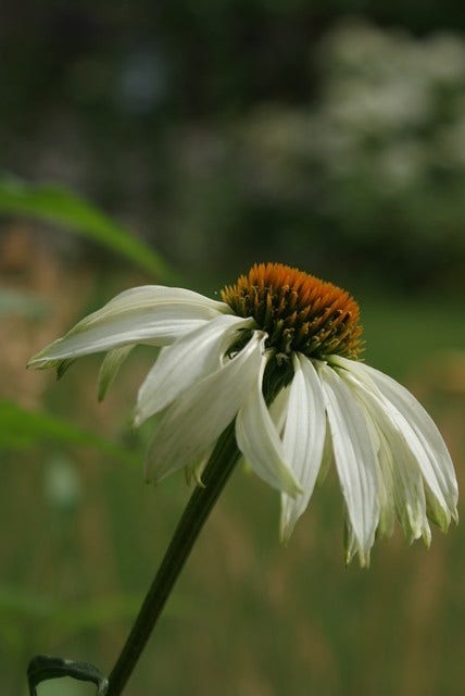 Zonnehoed (Echinacea Purpurea 'White Swan')