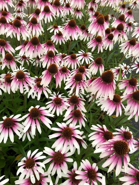 Zonnehoed (Echinacea Purpurea 'Pretty Parasols')