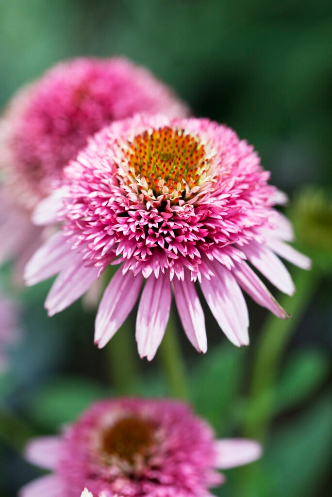 Zonnehoed (Echinacea Purpurea 'Butterfly Kisses')
