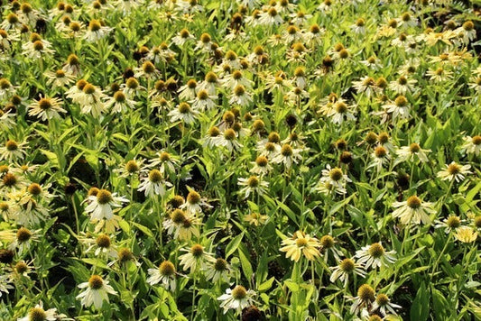 Zonnehoed (Echinacea Purpurea 'Sunrise')