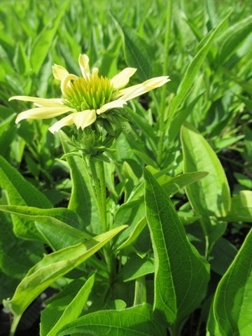 Zonnehoed (Echinacea Purpurea 'Sunrise')