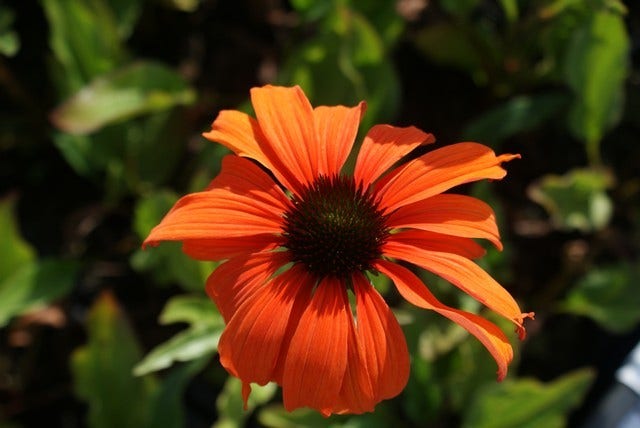 Zonnehoed (Echinacea Purpurea 'Tangerine Dream')