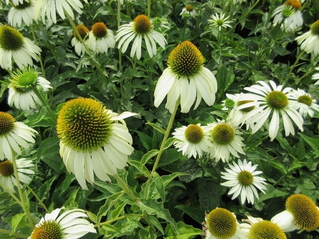 Zonnehoed (Echinacea Purpurea 'White Swan')