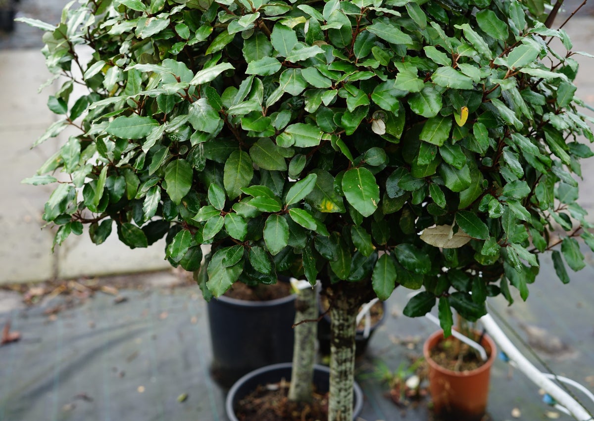 Olijfwilg Op Stam (Elaeagnus Ebbingei)