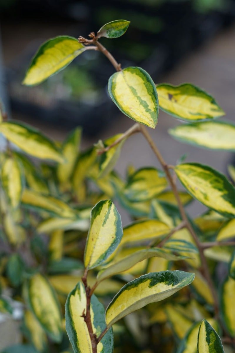 Bontbladige Olijfwilg (Elaeagnus Ebbingei 'Limelight')