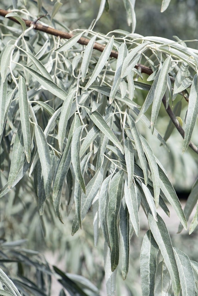Smalbladige Olijfwilg Als Boom (Elaeagnus Angustifolia)