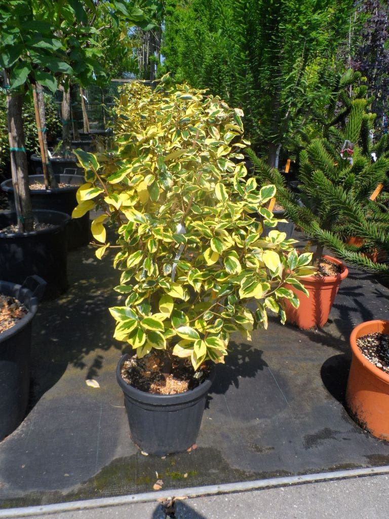 Bontbladige Olijfwilg (Elaeagnus Ebbingei 'Gilt Edge')