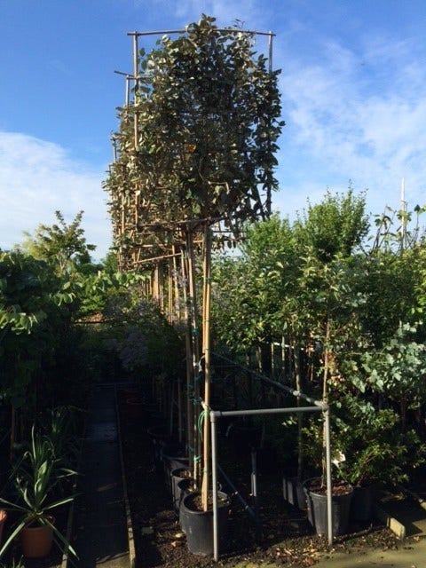 Olijfwilg Als Leiboom (Elaeagnus Ebbingei) NU EXTRA VOORDELIG