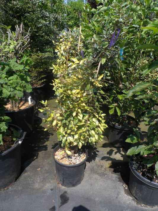 Bontbladige Olijfwilg (Elaeagnus Ebbingei 'Limelight')