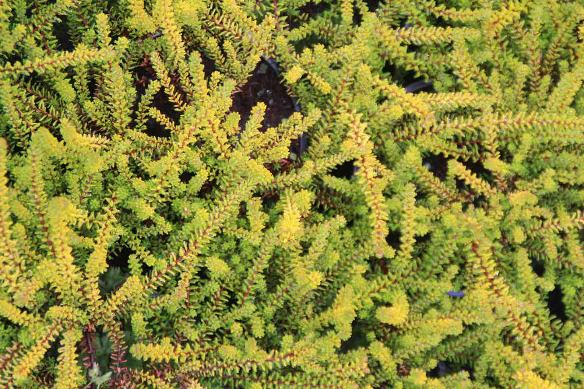 Kraaiheide Geel (Empetrum Nigrum 'Bernstein')