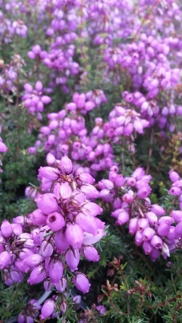 Dopheide (Erica Cinerea 'Pallas')