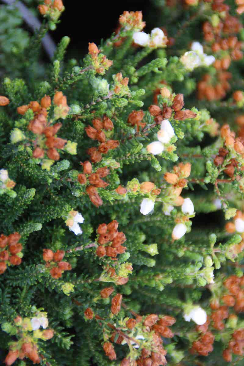 Dopheide (Erica Cinerea 'Alba')