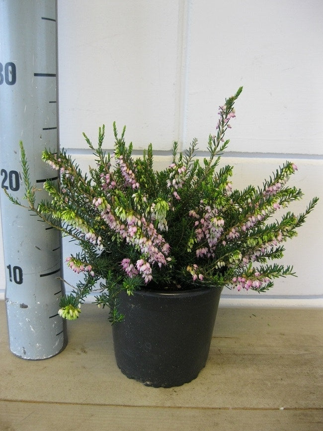 Winterheide Lila-roze (Erica Darleyensis 'Darley Dale')