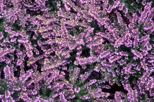 Rode Winterheide (Erica Darleyensis 'Kramer's Rote')