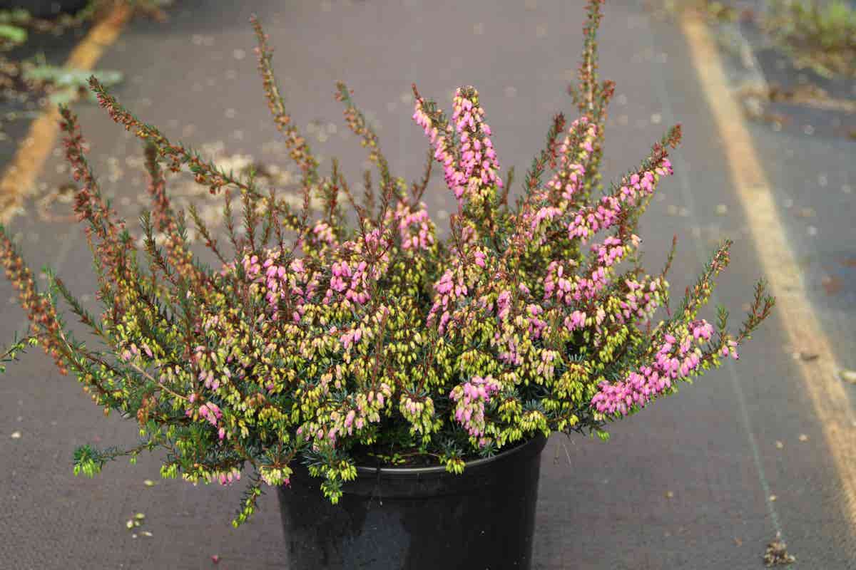 Winterheide Paars-roze (Erica Darleyensis 'Rubina')