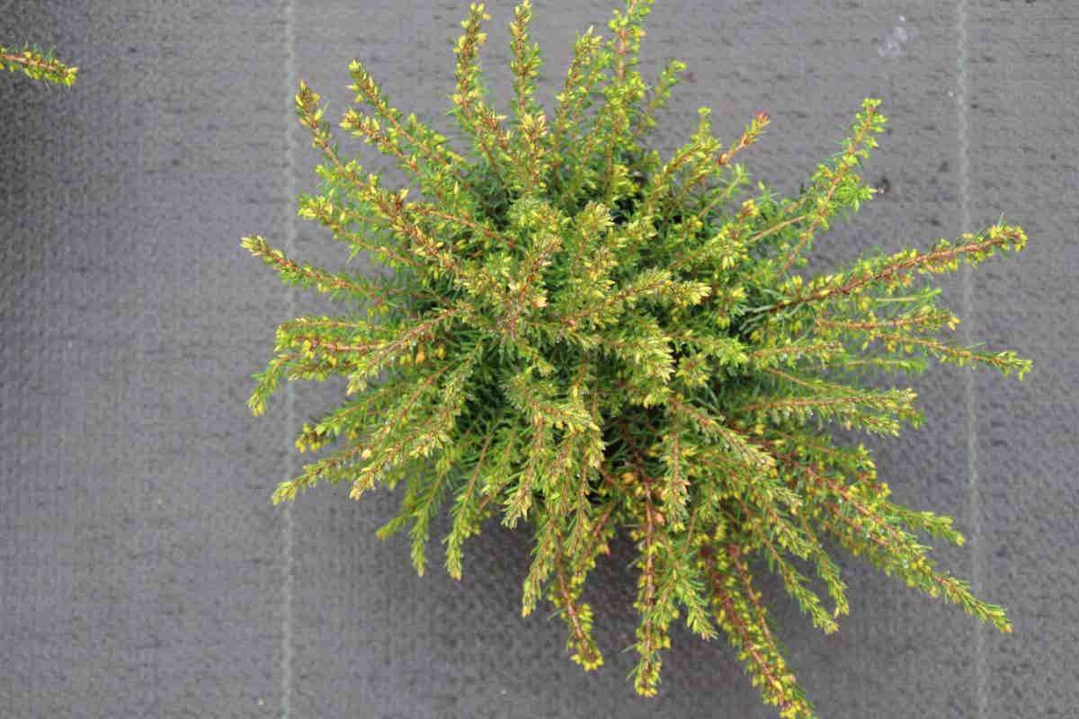 Winterheide Paars (Erica Darleyensis 'Spring Surprise')