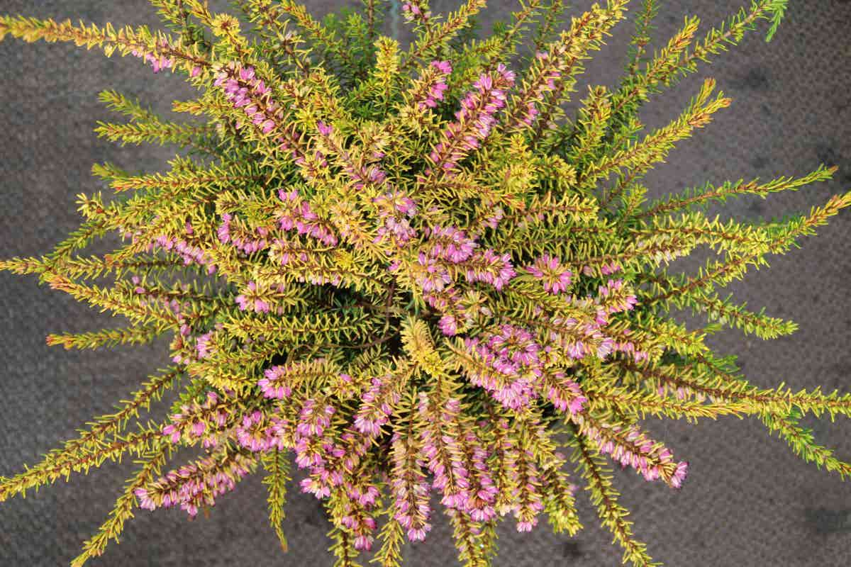 Winterheide (Erica Darleyensis 'Stieneke')