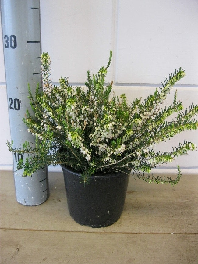 Witte Winterheide (Erica Darleyensis 'White Perfection')