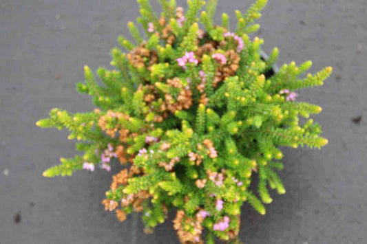 Zwerfheide Lilapaars (Erica Williamsii ''P.D.Williams'')