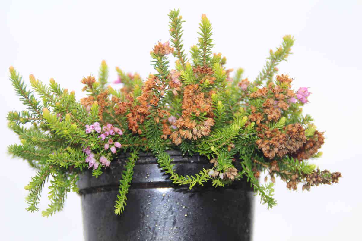 Zwerfheide Lilapaars (Erica Williamsii ''P.D.Williams'')