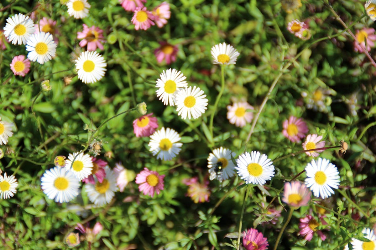 Fijnstraal (Erigeron Karvinskianus) BIO
