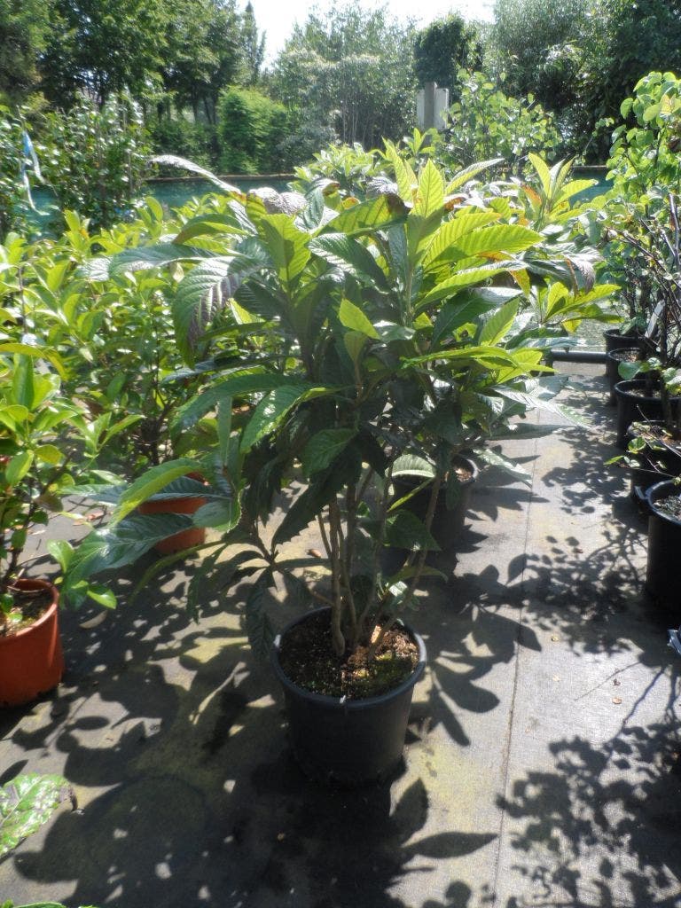 Japanse Mispel Als Boom (Eriobotrya Japonica)