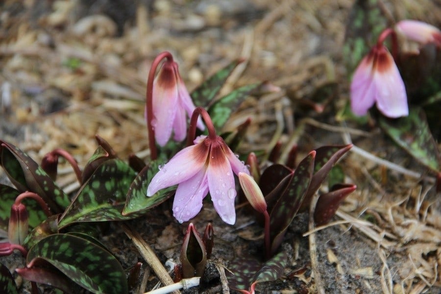 Hondstand (Erythronium Dens-canis)