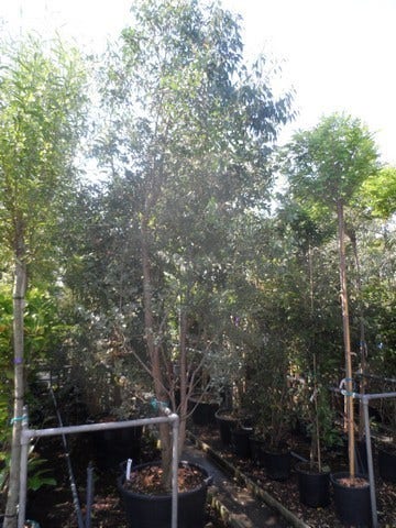 Winterharde Gomboom (Eucalyptus Gunnii)