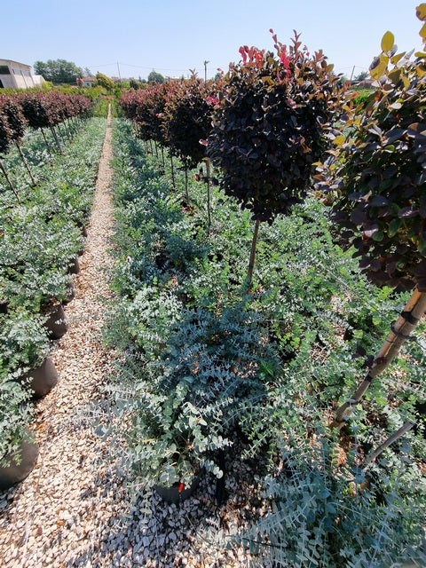 Gomboom (Eucalyptus Pulverulenta 'Baby Blue')