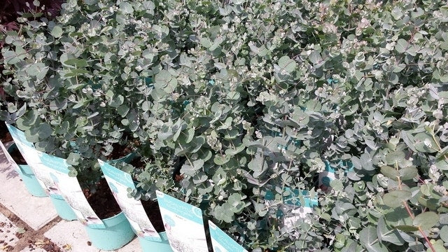 Winterharde Eucalyptus (Eucalyptus Gunnii 'Azura')