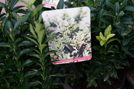 Kardinaalshoed (Euonymus Jap. 'Francien')
