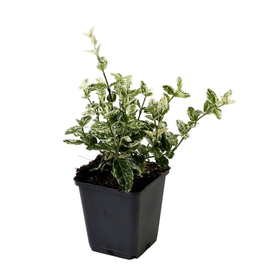 Kardinaalsmuts (Euonymus Fortunei 'Harlequin')