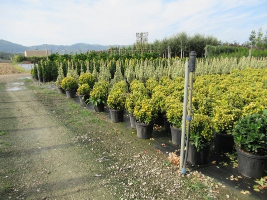 Kardinaalshoed Als Bol (Euonymus Japonicus 'Aureus')