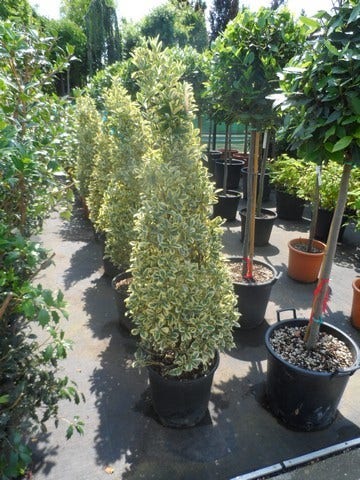 Kardinaalshoed Als Pyramide (Euonymus Japonicus 'Bravo')