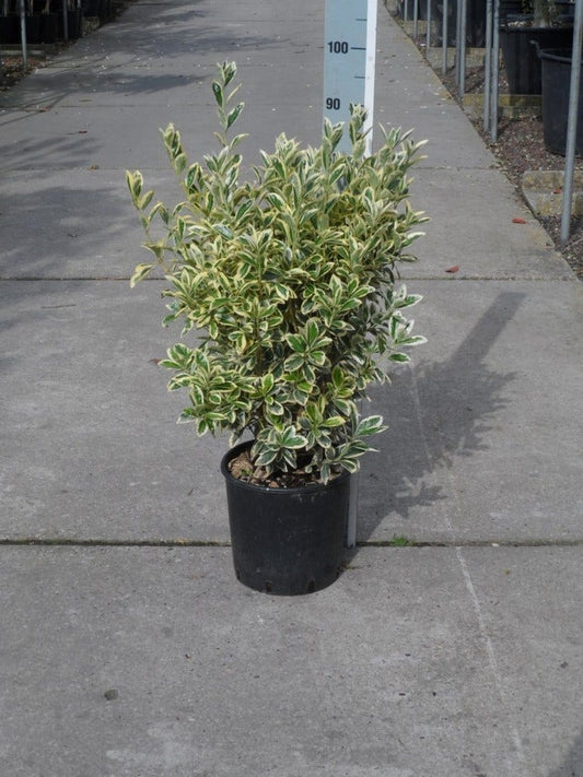 Kardinaalshoed (Euonymus Japonicus 'Bravo')