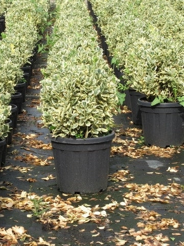 Kardinaalshoed Als Bol (Euonymus Japonicus 'Bravo')