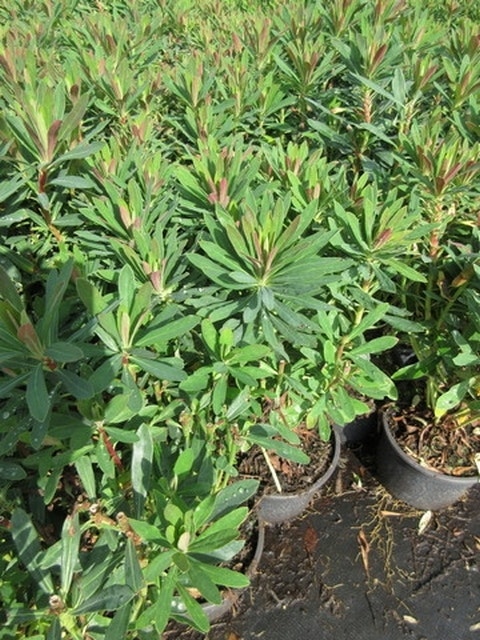 Wolfsmelk (Euphorbia Martinii)