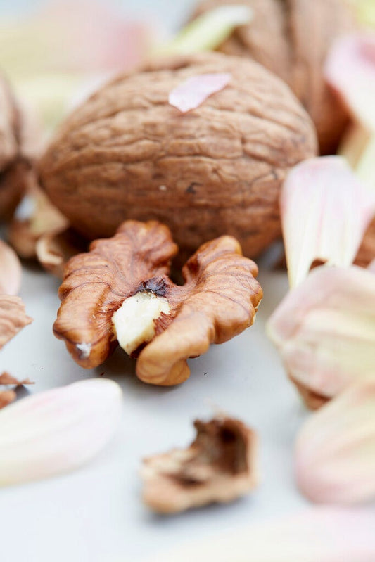 Grote Walnoot (Juglans Regia)