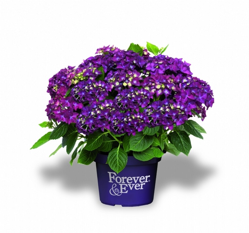 Hortensia Paars (Hydrangea 'Forever&Ever')