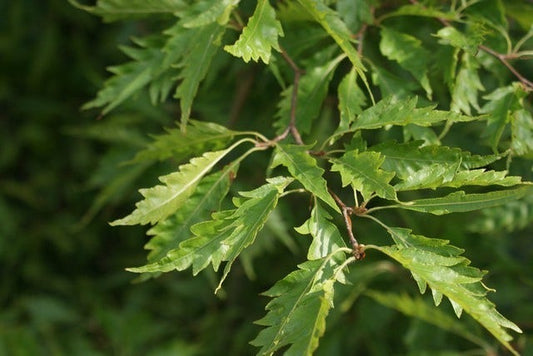 Varenbeuk (Fagus Sylvatica 'Aspleniifolia')