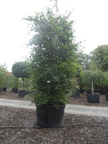 Beukenboom (Fagus Sylvatica)