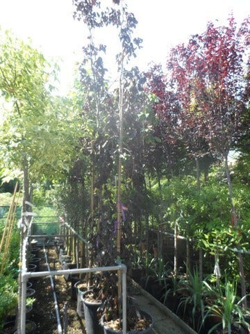 Rode Treurbeuk (Fagus Sylvatica 'Purpurea Pendula')