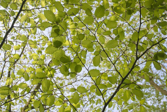 Beukenboom (Fagus Sylvatica)