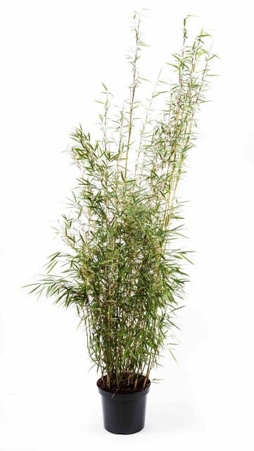Niet Woekerende Bamboe (Fargesia Robusta 'Campbell')