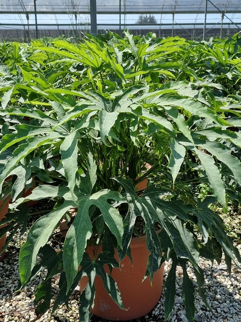 Vingerplant (Fatsia Polycarpa 'Green Fingers')